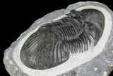 Paralejurus Trilobite - Huge Specimen #73038-4